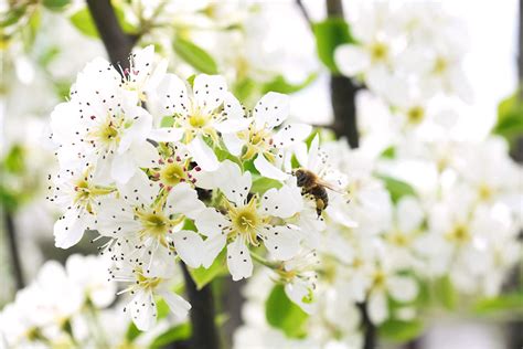 Detail kvetov komonice lekárskej s včelami a čmeliakmi