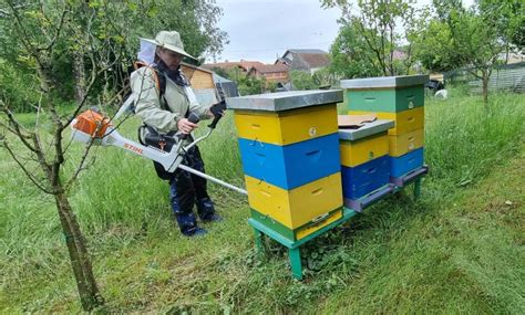 Mozaikovité kosenie komonice pre udržanie kvitnutia a pastvy pre včely