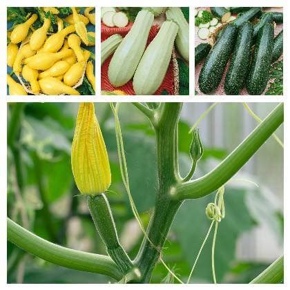 Ilustrácia vertikálneho pestovania cukety