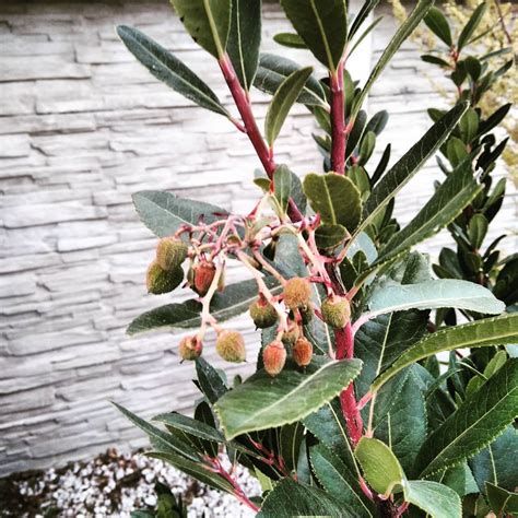 Detail plodov pastierskej kapsičky