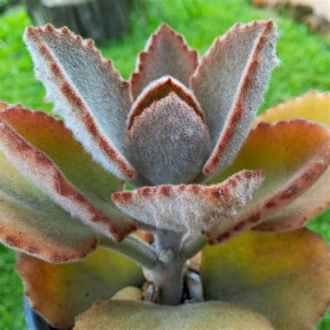 Detailná fotografia listov Kalanchoe beharensis s viditeľným zamatovým povrchom a zvlnenými okrajmi