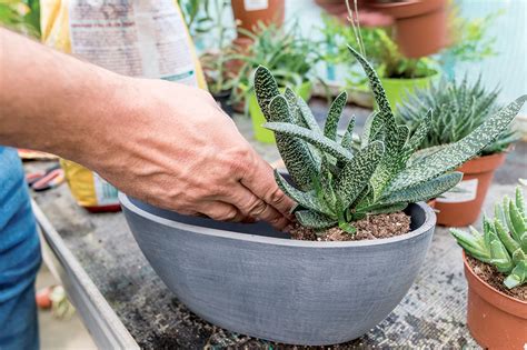 Schéma správnej výsadby sukulentov s drenážnou vrstvou na dne črepníka