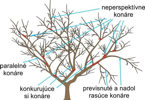 Ilustrácia správneho strihu jabloní
