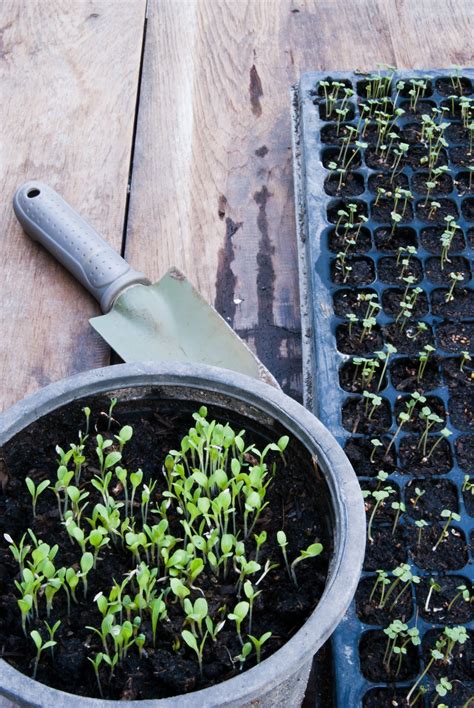 Schéma výsevu semienok do sadbovačov na okennom parapete s vyznačenými hĺbkami sadenia