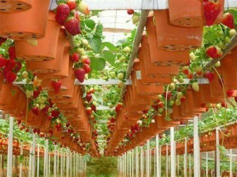 schéma vertikálneho pestovania jahôd v sude alebo rúre s drenážnou vrstvou