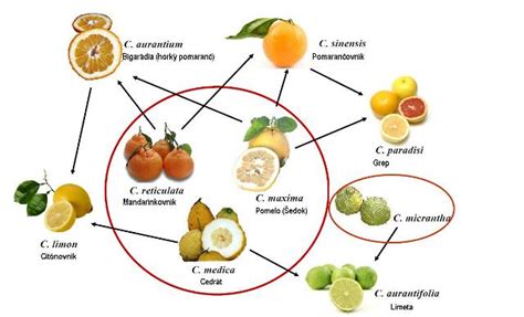 Schéma vzťahov medzi pôvodnými citrusovými druhmi a ich hybridmi.