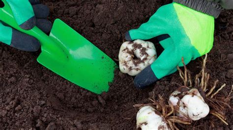 Detailný pohľad na vrstvenie pôdy s drenážou pri výsadbe ľalií