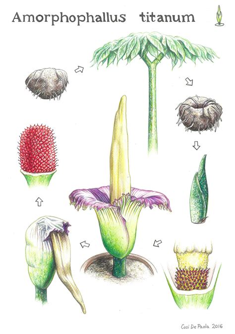 Ilustrácia rastliny Titan Arum s jej charakteristickým obrovským listom.
