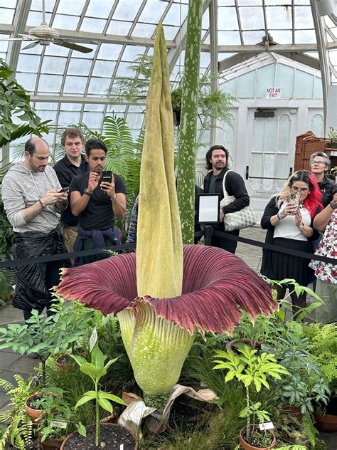 Skleník s rastlinou Titan Arum v optimálnych podmienkach.
