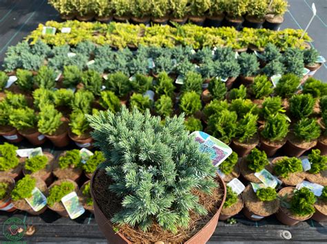 Rôzne druhy ihličnanov v záhradnom dizajne