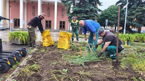 Príprava jamy na výsadbu ihličnanu