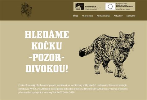 infografika porovnávajúca anatomické znaky mačky divej a mačky domácej, zameraná na chvost a lebku