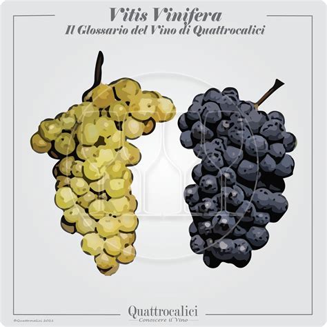 Schéma botanickej klasifikácie viniča hroznorodého (Vitis vinifera)