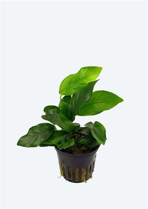 detail rastliny Anubias barteri var. nana s charakteristickými tmavozelenými listami