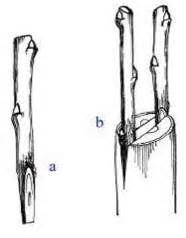 Schéma techniky štepenia na kozí nôžku: detailný rez podpníka v tvare písmena V a prispôsobený klinovitý koniec vrúbľa.