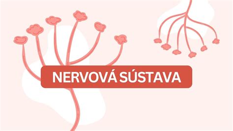 Schéma pôsobenia bylinných extraktov na nervovú sústavu
