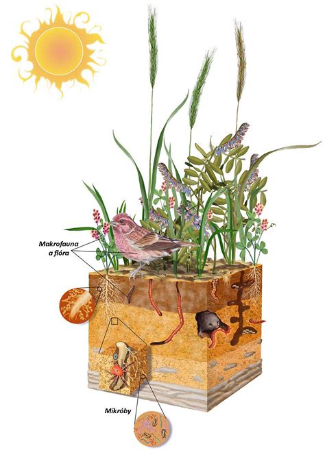 Schéma kolobehu organickej hmoty v pôde pri zapravení slamy