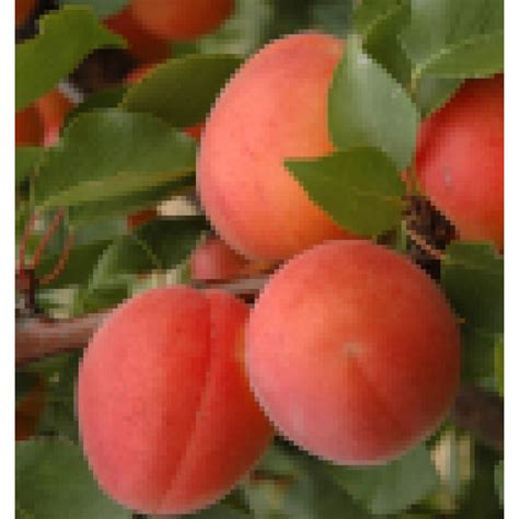 Detail plodov marhule Leskora s oranžovou šupkou a červeným líčkom