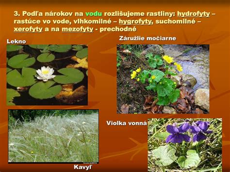 Infografika rozdelenia byliniek podľa nárokov na pôdu a zálievku (suchomilné vs. vlhkomilné)