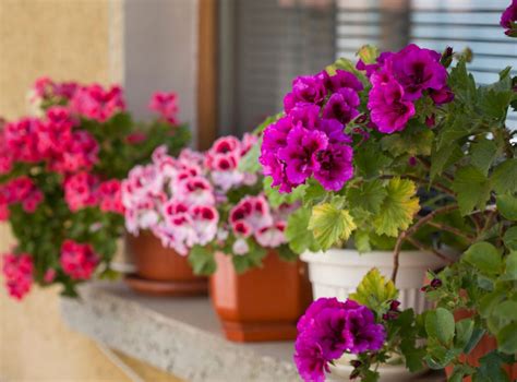 Ilustrácia rôznych druhov balkónových rastlín, ako sú muškáty, petúnie a surfínie.