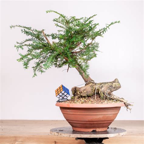 Schéma ideálneho zloženia substrátu pre citrusové bonsaje s drenážnou vrstvou na dne misky