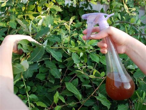 infografika s receptami na domáce postreky proti voškám