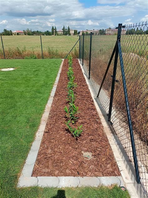 Schéma výsadby vavrínovca do živého plotu s drenážnou vrstvou