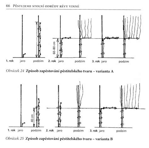 Schéma umiestnenia viniča na pergole s naznačením ideálneho rozostupu a oporného systému.