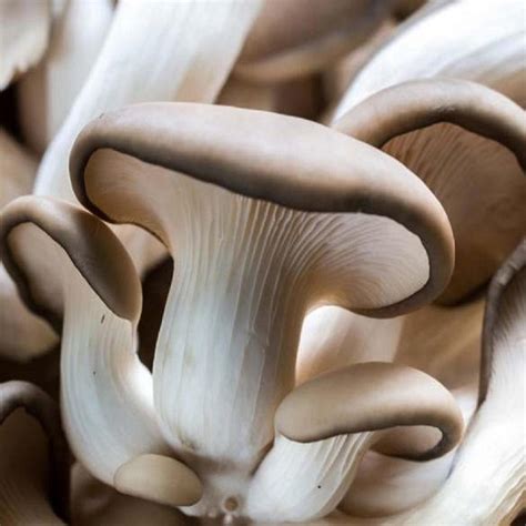 infografika s nutričnými hodnotami hlivy ustricovej a jej zdravotnými benefitmi