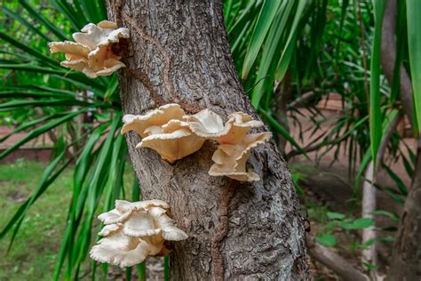 fotografia Growkitu na pestovanie hlivy z kávovej usadeniny