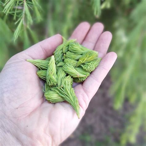 Mladé výhonky a ihličie Douglasovej jedle na vetve