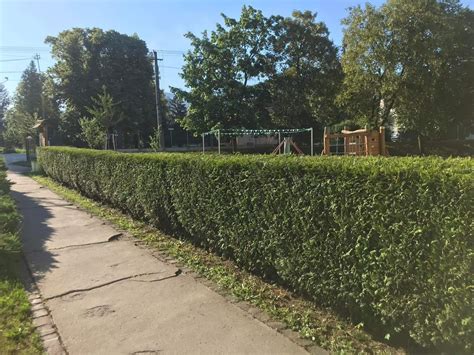 Ilustračná fotografia turkménskeho brestu ako živého plota