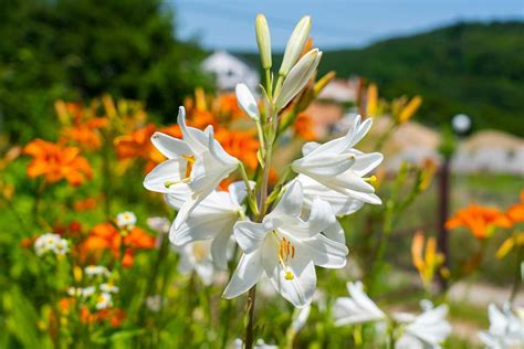 Lilium candidum, biela ľalia v záhone