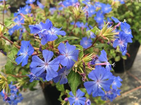 Detail kvitnúcich modrých kvetov Ceratostigma 'Forest Blue' s jesenne sfarbenými listami