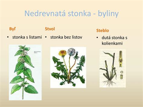 Ilustrácia vranovca štvorlistého s detailným zobrazením listov, stonky a kvetu.