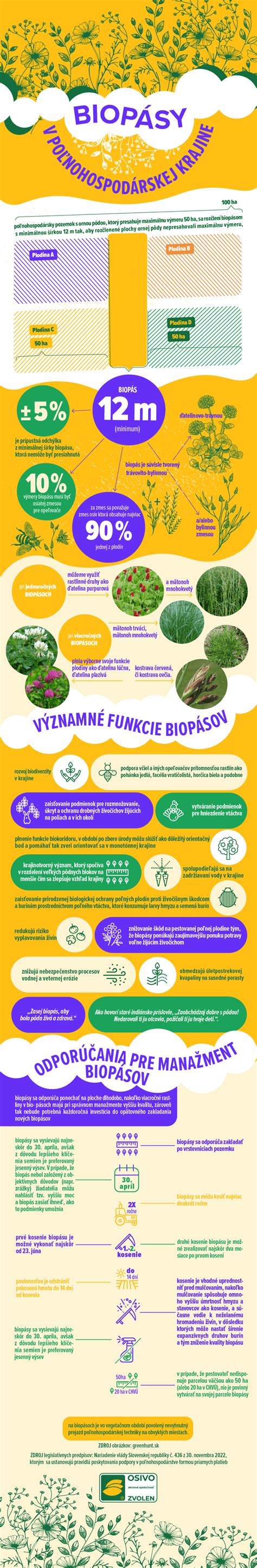 Infografika znázorňujúca správny rez vrcholca stonky a reguláciu počtu plodov