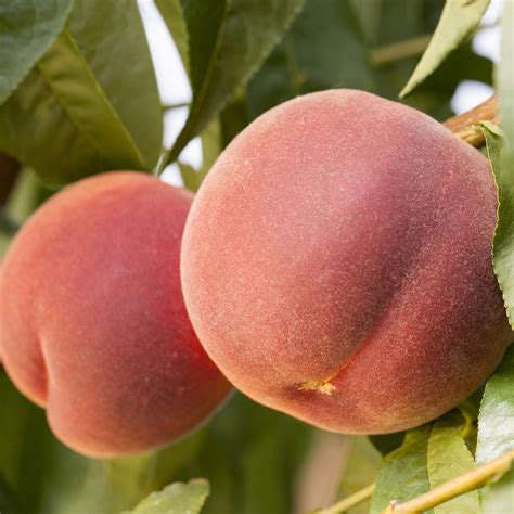 Ilustračná fotografia broskyne 'Roter Weinbergpfirsich' s charakteristickou červenou šupkou a dužinou