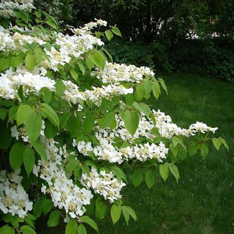 Tematické foto: Rozkvitnutá Kalina japonská (Viburnum plicatum) v záhrade