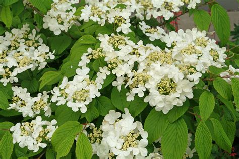 Detail kvetenstva Kaliny japonskej (Viburnum plicatum) s vodorovnými vetvami
