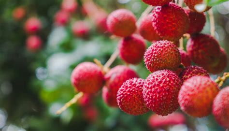 Ilustrácia stromu liči s plodmi