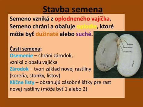 Ilustrácia klíčiaceho semienka liči