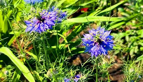 Snímka černušky siatej (Nigella sativa) s jej typickými modrými kvetmi a tobolkami