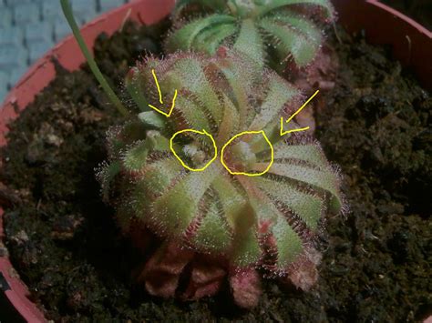 Detailná schéma rosičky (Drosera aliciae) s označením listovej ružice, tentakúl s kvapôčkami a koreňového systému.