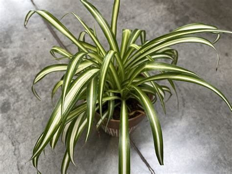 Zelenec chochlatý v závesnom kvetináči s dcérskymi rastlinkami