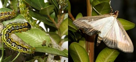 Fotografia vajíčok, larvy a dospelého motýľa vijačky krušpánovej