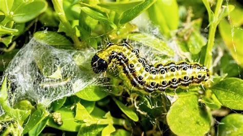 Fotografia napadnutého krušpánu s pavučinami a húsenicami
