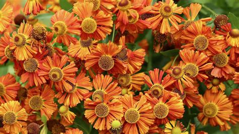 Ozdobné oranžové kalichy machovky čerešňovej