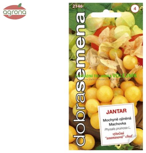 Zrelé plody machovky peruánskej v kalichu