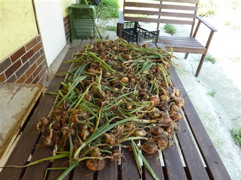 zber cibule, sušenie na slnku