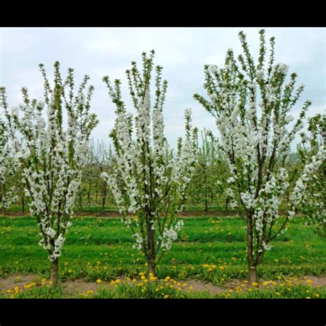 Ilustrácia stĺpovitého a kompaktného ovocného stromčeka